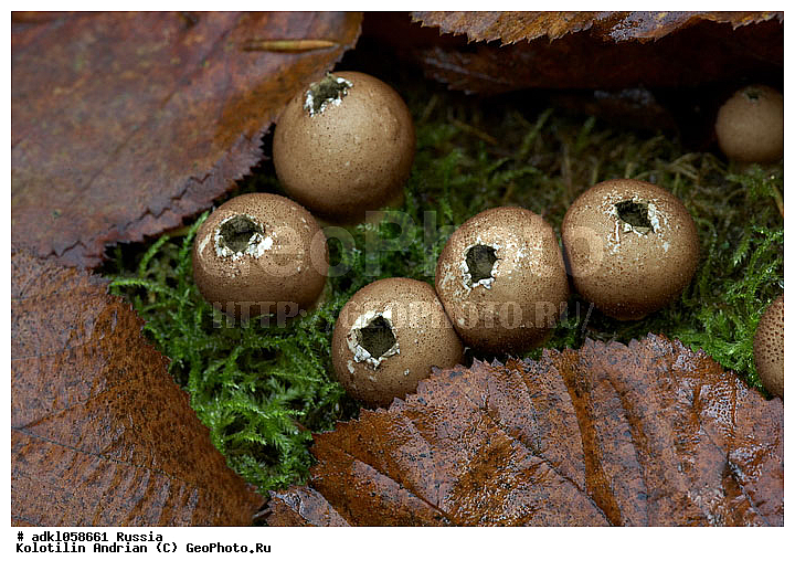 ����, �������� �����, ����������, ��������, �����