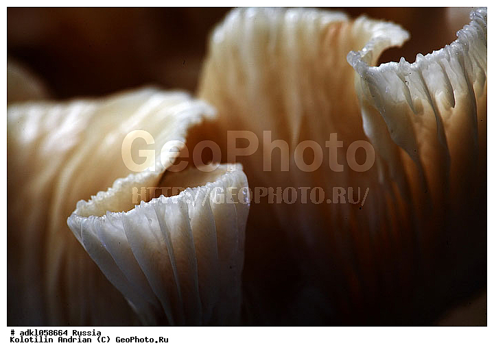 ����, �����, ��������