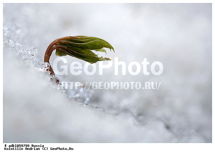 �����, ���, ���������, ����������, ��������, ����