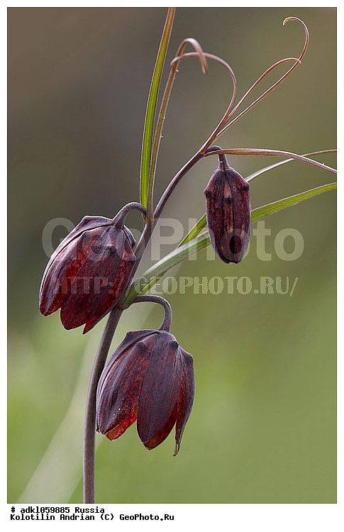 ��������, ������, ����������, ��������, ������, ������, �������, �����, ������, ������, �����, ��������-��������� ����������, ��������-��������� ��������������� ��������� ���������� ����������, ���������� �������, ������, ������ ��������, �����, ��������, ���������� ��������, ������� ��������, ������� ��������, ������, �����, XYZ, Tulipa biebersteiniana, �����������, ����������� ��������, �����, ����������� ��������, �����������, �����������, ������������ ����������, ��������, ��������, ����������, ������������ ��������, ������������ ��������, ������������, ������������, ������������, �����������, ��������, Liliaceae, ������ �������, ����������� �������, Fritillaria ruthenica