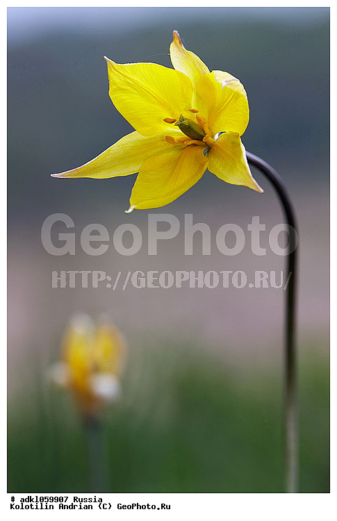 �����, ������, ����������, ������, ��������, �������, �������, �����, ������, ������, �����, ��������-��������� ����������, ��������-��������� ��������������� ��������� ���������� ����������, ���������� �������, ������, ������ ��������, �����, ��������, ���������� ��������, ������� ��������, ������� ��������, ������, �����, XYZ, ��������, Liliaceae, ������� �����������, ������� ���������, Tulipa biebersteiniana, �����������, ����������� ��������, �����, ����������� ��������, �����������, �����������, ������������ ����������, ��������, ��������, ����������, ������������ ��������, ������������ ��������, ������������, ������������, ������������, �����������