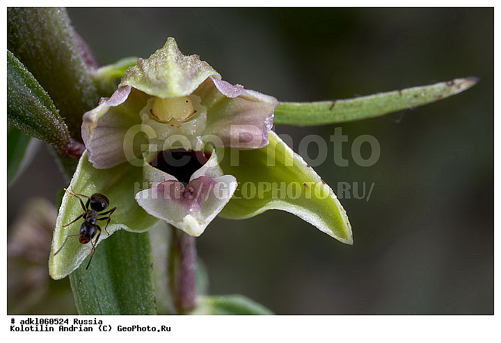 �������, ��������, ��������, ����������, �������, ��������, ����������, ��������, ������, ������, �����, ������ ��������, �����, ��������, ���������� ��������, ������������ ��������, ������, �����, XYZ, ��������, ������������, �������, Orchidaceae, ������� ��������, Epipactis palustris, Arthrochilium palustre