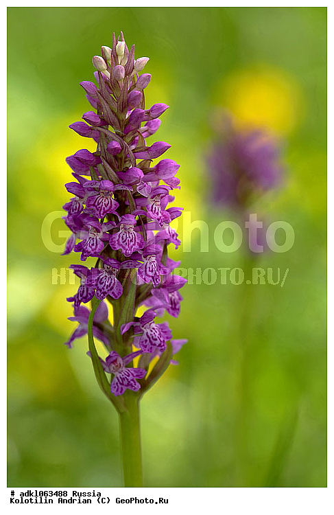 �������, ��������, ������, ��������, ����������, ������������, ����������������, ������������, ��������, ���������, ������, ������, �����, ��������, ������ ��������, �����, ��������, ���������� ��������, ������������ ��������, ������, �����, XYZ, ��������, ������������, �������, Orchidaceae, ���������������� �������������, ������������ ����������, ������������ �������������, ���������������� ����������, �������������� ����������, �������������� �������������, Dactylorhiza longifolia, Dactylorhiza majalis