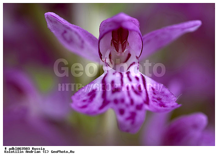 �������, ��������, ������, ��������, ����������, ������������, ��������, ���������, ������, ������, �����, ������ ��������, �����, ��������, ���������� ��������, ������������ ��������, ������, �����, XYZ, ��������, ������������, �������, Orchidaceae, ���������������� �������������, ������������ ����������, ������������ �������������, ���������������� ����������, �������������� ����������, �������������� �������������, Dactylorhiza longifolia, Dactylorhiza majalis