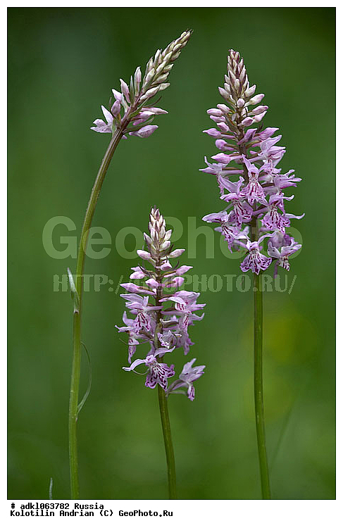 �������, ��������, �������, ����������, �������, ������������, ��������, ������, ������, �����, ������ ��������, �����, ��������, ���������� ��������, ������������ ��������, ������, �����, XYZ, ��������, ������������, �������, Orchidaceae, ���������������� ���������, ������������ ���������, �������������� ���������, �������� ���������, ���������������� ���́������, ����������� ���������, ���� ����������, Dactylorhiza maculata