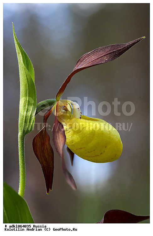 �������, ��������, ������, �������, ��������, ������, ������, ������, �����, ������ ��������, �����, ��������, ���������� ��������, ������������ ��������, ������, �����, ��������, ������������, �������, Orchidaceae, ������� �������� ���������, �������� �������������, �������� ���������, ������� �������� �����, ������� �������� ��������́����, ������� ������, ��������� �������, ������ ��������, �������, Cypripedium calceolus,  XYZ