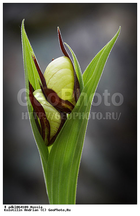 �������, ��������, ������, �������, ��������, ������, ������, ������, �����, ������ ��������, �����, ��������, ���������� ��������, ������������ ��������, ������, �����, ��������, ������������, �������, Orchidaceae, ������� �������� ���������, �������� �������������, �������� ���������, ������� �������� �����, ������� �������� ��������́����, ������� ������, ��������� �������, ������ ��������, �������, Cypripedium calceolus,  XYZ