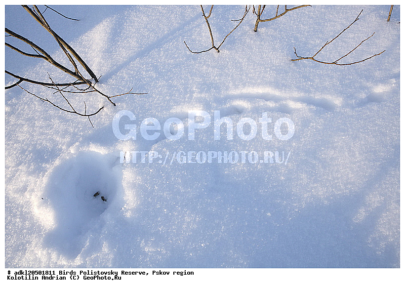 ������������, �����, �������-����� (Lyrurus tetrix), ����������, ����, ��������, �����, �����, �����, ����, �������, �����������, ������, �����, �����, XYZ, �����������, Tetraonidae, �������, �������-�����, ������� �������, Lyrurus tetrix, Tetrao tetrix, ������������ ����������, ����������, ��������� �������, ����������