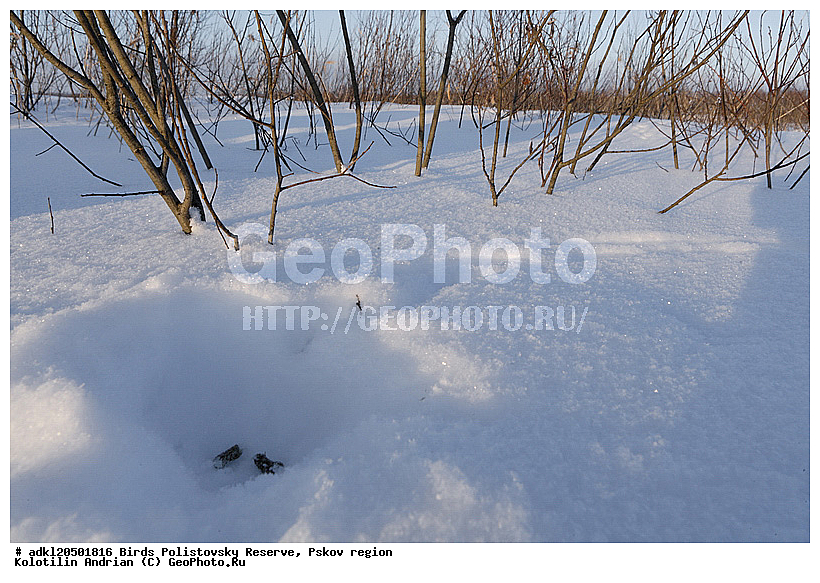 ������������, �����, �������-����� (Lyrurus tetrix), ����������, ����, ��������, �����, �����, �����, ����, �������, �����������, ������, �����, �����, XYZ, �����������, Tetraonidae, �������, �������-�����, ������� �������, Lyrurus tetrix, Tetrao tetrix, ������������ ����������, ����������, ��������� �������, ����������