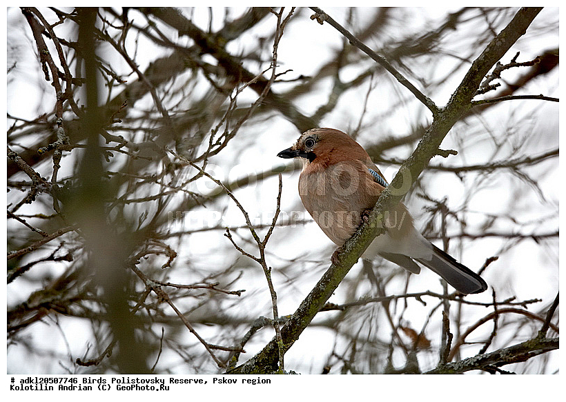 Garrulus glandarius, ������������, ��������� �������, �����, �����, ����������, ����, ������, ��������, �������� ���, ������, �����, ����, ������, �����, �����, XYZ, ��������, ���������, Corvidae, ������������ �����, ������, ������, ��������, ��������, ��������, �����������, Garrulus glandarius
