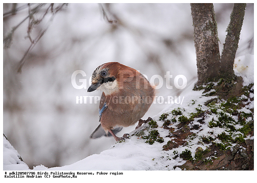 Garrulus glandarius, ������������, ��������� �������, �����, �����, ����������, ����, ������, ��������, �������� ���, ������, �����, ����, ������, �����, �����, XYZ, ��������, ���������, Corvidae, ������������ �����, ������, ������, ��������, ��������, ��������, �����������, Garrulus glandarius