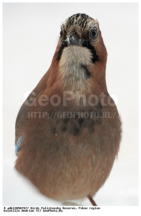 Garrulus glandarius, ������������, ��������� �������, �����, �����, ����������, ����, ������, ��������, �������� ���, ������, �����, ����, ������, �����, �����, XYZ, ��������, ���������, Corvidae, ������������ �����, ������, ������, ��������, ��������, ��������, �����������, Garrulus glandarius