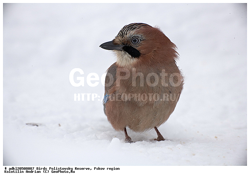 Garrulus glandarius, ������������, ��������� �������, �����, �����, ����������, ����, ������, ��������, �������� ���, ������, �����, ����, ������, �����, �����, XYZ, ��������, ���������, Corvidae, ������������ �����, ������, ������, ��������, ��������, ��������, �����������, Garrulus glandarius