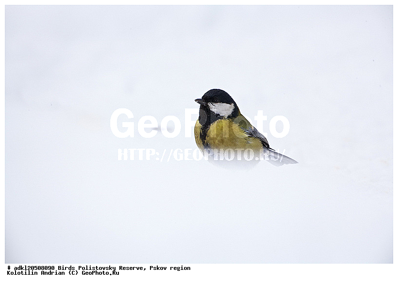 Parus major, ������� ������, ������������, �����, ����������, ����, ��������, �����, ������, ����, ������, �����, �����, XYZ, ���������, Paridae, �������, ��������, ��������, ��������, �����������, �������