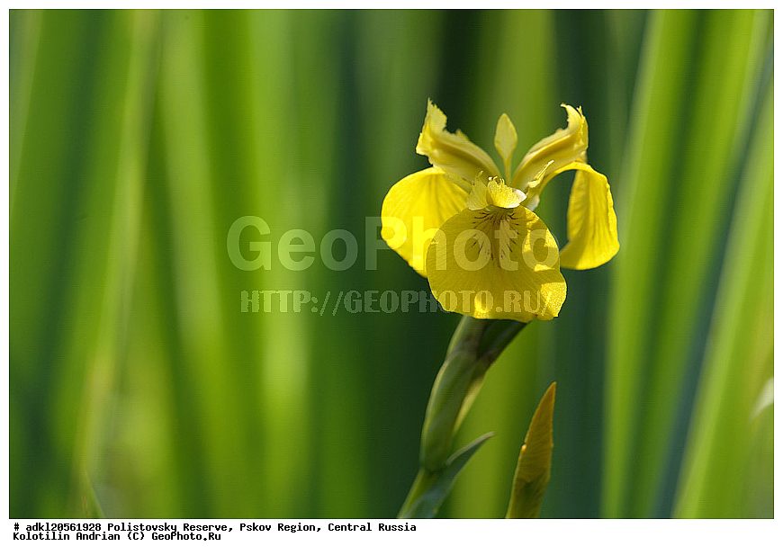 ������������ ����������, ���������, ����, ��������� �������, ������� ������, ��������, �����, ������ ��������, ���������� ��������, ������������ ��������, ������������ ��������, ������, �����, XYZ, ��������, �����������, Iridaceae, ���� �����������, ���� ����������, ������� ��������, ������� �����, ������� ������, ���� ��������, ���� ������, ���� �������, ���� �����, ���� ������, Iris pseudacorus, Limniris pseudacorus