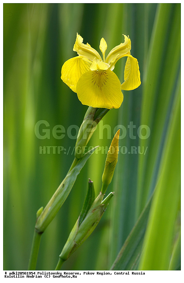 ������������ ����������, ���������, ����, ��������� �������, ������� ������, ��������, �����, ������ ��������, ���������� ��������, ������������ ��������, ������������ ��������, ������, �����, XYZ, ��������, �����������, Iridaceae, ���� �����������, ���� ����������, ������� ��������, ������� �����, ������� ������, ���� ��������, ���� ������, ���� �������, ���� �����, ���� ������, Iris pseudacorus, Limniris pseudacorus