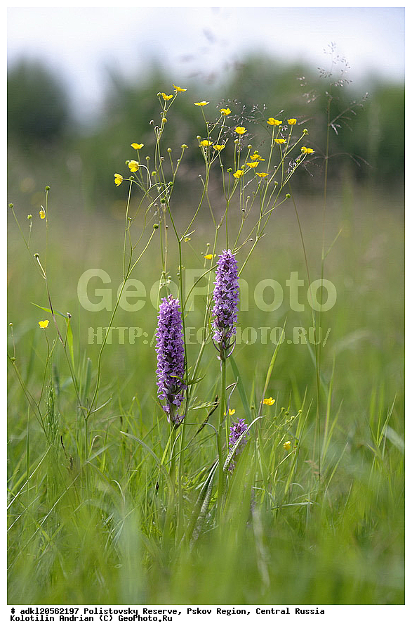 ������������ ����������, ���������, ����, ��������� �������, ������� ������, ������ ��������, �����, ���������� ��������, ������������ ��������, ������������ ��������, ������, �����, XYZ, ��������, ������������, �������, Orchidaceae, ���������������� ���������, ������������ ���������, �������������� ���������, �������� ���������, ���������������� ���́������, ����������� ���������, ���� ����������, Dactylorhiza maculata, Dactylorchis elodes, Dactylorhiza elodes, Dactylorhiza ericetorum, Dactylorchis elodes, Dactylorhiza elodes, Dactylorhiza ericetorum, Dactylorhiza fuchsii ssp. transsilvanica, Dactylorhiza longebracteata ssp. sudetica, Dactylorhiza maculata, Dactylorhiza maculata, Orchis elodes, Orchis ericetorum, Orchis maculata, Orchis transsilvanica