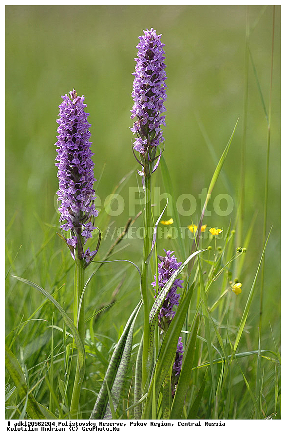 ������������ ����������, ���������, ����, ��������� �������, ������� ������, ������ ��������, �����, ���������� ��������, ������������ ��������, ������������ ��������, ������, �����, XYZ, ��������, ������������, �������, Orchidaceae, ���������������� ���������, ������������ ���������, �������������� ���������, �������� ���������, ���������������� ���́������, ����������� ���������, ���� ����������, Dactylorhiza maculata, Dactylorchis elodes, Dactylorhiza elodes, Dactylorhiza ericetorum, Dactylorchis elodes, Dactylorhiza elodes, Dactylorhiza ericetorum, Dactylorhiza fuchsii ssp. transsilvanica, Dactylorhiza longebracteata ssp. sudetica, Dactylorhiza maculata, Dactylorhiza maculata, Orchis elodes, Orchis ericetorum, Orchis maculata, Orchis transsilvanica