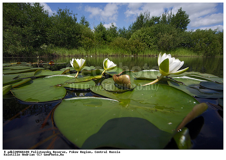 ������������ ����������, ���������, ����, ��������� �������, ������� ������, �������� �����, �����, ������, ������, ������������ ����������, ��������� �������, ������, ������ ��������, �����, ��������, ���������� ��������, ������, �����, �����������, ����������� ��������, �����, ����������� ��������, �����������, �����������, ������������ ��������, ������������ ��������, XYZ, �����������, ���������, Nymphaeaceae, �������� �����, Nymphaea alba, ������ ��������, ������ ��������, ������, ������������ ����������, ��������� �������, ������, ������ ��������, �����, ��������, ���������� ��������, ������, �����, �����������, ����������� ��������, �����, ����������� ��������, �����������, �����������, ������������ ��������, ������������ ��������, XYZ, �����������, ���������, Nymphaeaceae, �������� �����, Nymphaea alba, ������ ��������, ������ ��������, ������