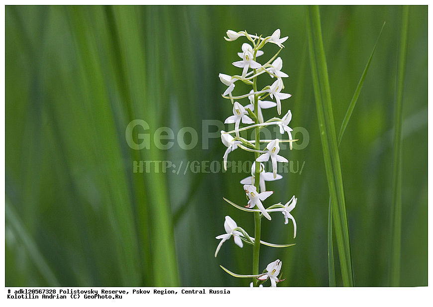 ������������ ����������, ���������, ����, ��������� �������, ������� ������, ������ ��������, �����, ��������, ���������� ��������, ������������ ��������, ������, �����, XYZ, ��������, ������������, �������, Orchidaceae, ����� ����������, ������ ������, ��������� �����, �������, ������� �����, Platanthera bifolia