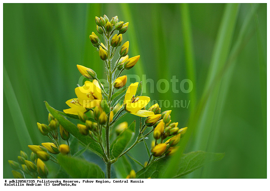 ������������ ����������, ���������, ����, ��������� �������, ������� ������, ��������, �����, ������ ��������, ���������� ��������, ������������ ��������, ������������ ��������, ������, �����, XYZ, ������������, ����������, Primulaceae, ��������� ������������, Lysimachia vulgaris