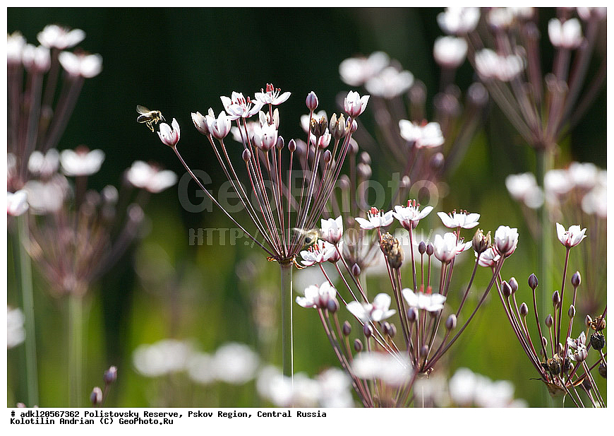 ������������ ����������, ���������, ����, ��������� �������, ������� ������, ��������, ������, ������, ��������, ��������, �����, ������ ��������, ���������� ��������, ������������ ��������, ������������ ��������, ������, �����, ����������� ��������, �����, ����������� ��������, �����, ����������� ��������, �����������, flower, flowers, floweret, floret, blossom, bloom, beautiful, beauty, XYZ, ����������, Alismataceae, ���������� ������������, ���������� �������������, Sagittaria sagittifolia