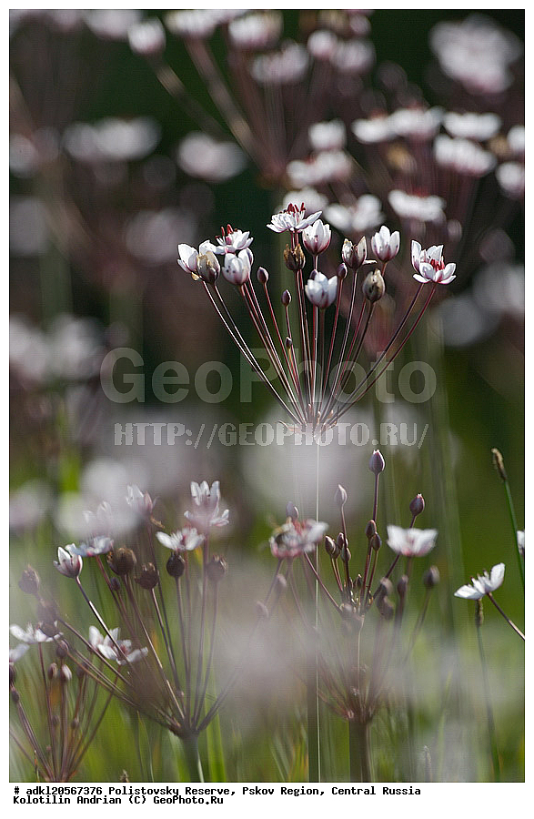 ������������ ����������, ���������, ����, ��������� �������, ������� ������, ��������, ������, ������, ��������, ��������, �����, ������ ��������, ���������� ��������, ������������ ��������, ������������ ��������, ������, �����, ����������� ��������, �����, ����������� ��������, �����, ����������� ��������, �����������, flower, flowers, floweret, floret, blossom, bloom, beautiful, beauty, XYZ, ����������, Alismataceae, ���������� ������������, ���������� �������������, Sagittaria sagittifolia