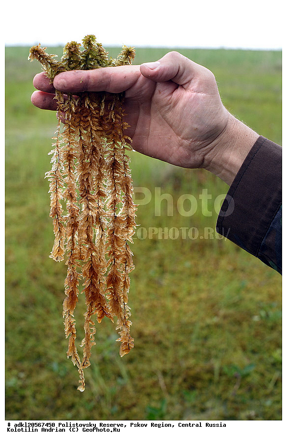 ������������ ����������, ���������, ����, ��������� �������, ������� ������, ��������, �����, ���������� ��������, ������������ ��������, ������������ ��������, XYZ, ���������, Sphagnaceae, �������, Sphagnum sp.