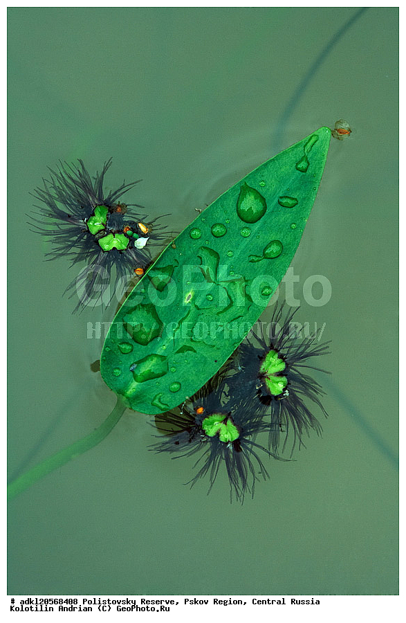 ������������ ����������, ���������, ����, ��������� �������, ������� ������, ��������, �����, ������������ ��������, ������������ ��������, XYZ, ���������, Ricciaceae, ���������� ���������, ������������ ���������, Ricciocarpus natans