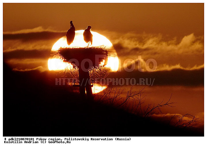 ����������, ����, ������������, �������, ��������� �������, ��������, �����, �����, �����, �����, �����, XYZ, ��������, Ciconiidae, ����� ����, Ciconia ciconia