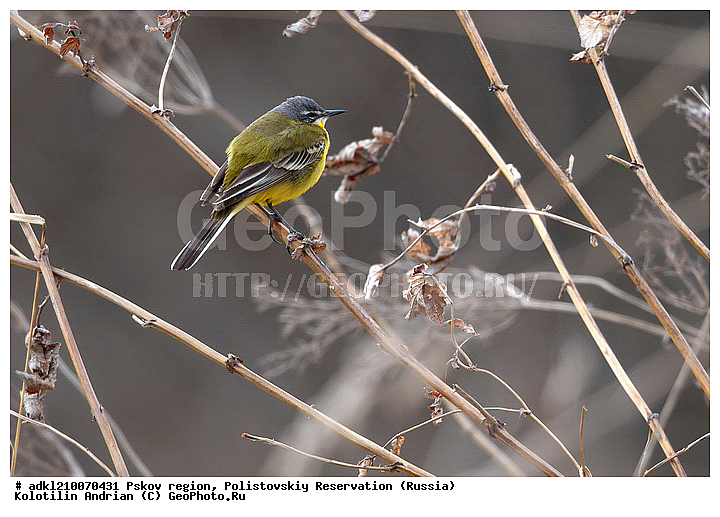 ����������, ����, ������������, �������, ��������� �������, ��������, �����, �����, �����, �����, �����, XYZ, �������������, Motacillidae, ������, Motacilla flava