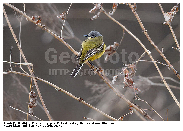 ����������, ����, ������������, �������, ��������� �������, ��������, �����, �����, �����, �����, �����, XYZ, �������������, Motacillidae, ������, Motacilla flava