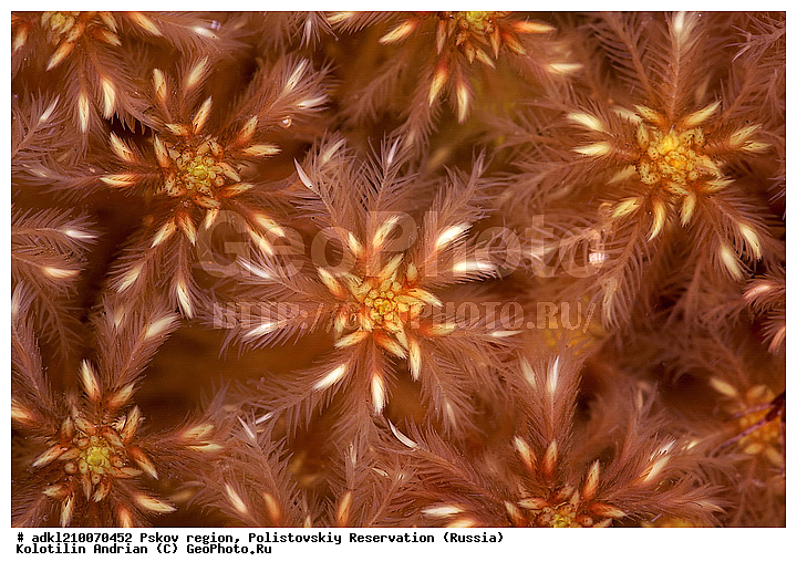 ����������, ����, ������������, �������, ��������� �������, ��������� ������������, ������, �������� ������, ��������, �����