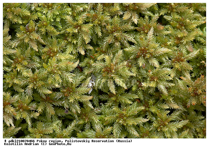 ����������, ����, ������������, �������, ��������� �������, ��������� ������������, ������, �������� ������, ��������, �����