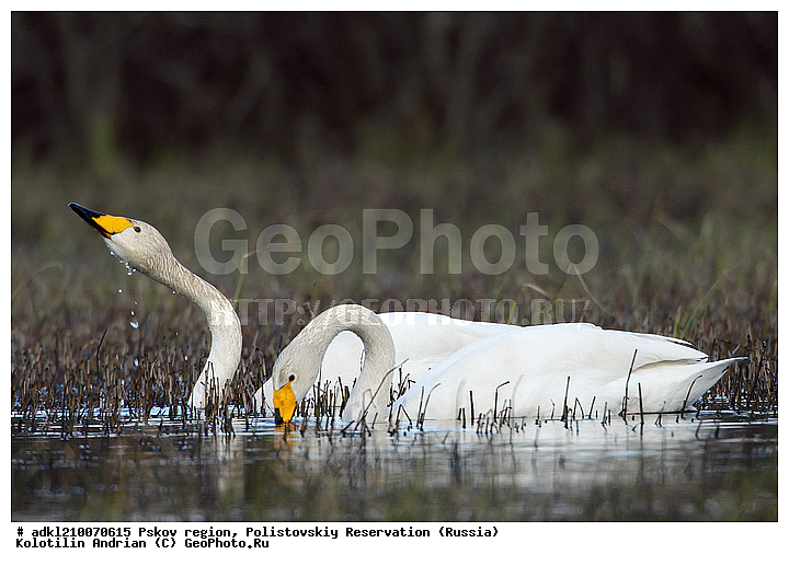 ����������, ����, ������������, �������, ��������� �������, ��������, �����, �����, �����, �����������������, ������������� �����, XYZ, ������, Anatidae, ������-������, Cygnus cygnus