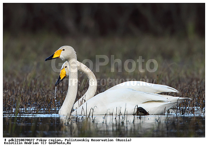 ����������, ����, ������������, �������, ��������� �������, ��������, �����, �����, �����, �����������������, ������������� �����, XYZ, ������, Anatidae, ������-������, Cygnus cygnus