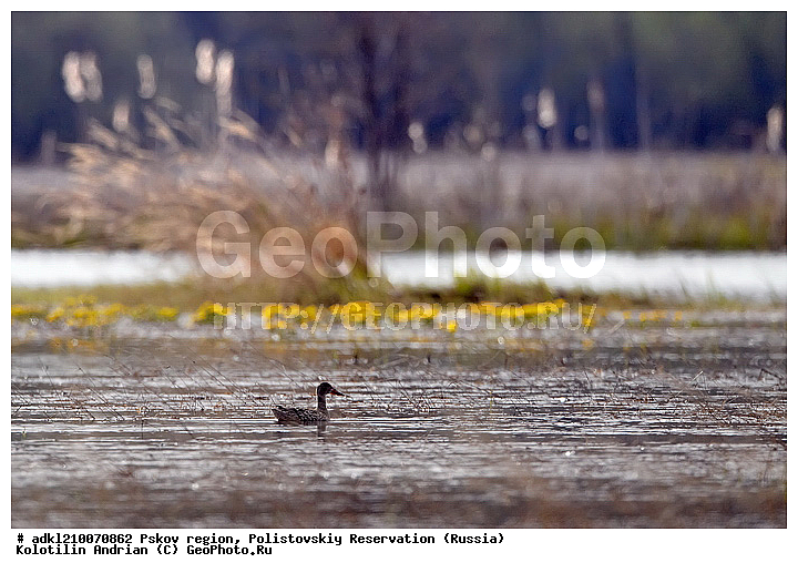 ����������, ����, ������������, �������, ��������� �������, ��������, �����, �����, �����, �����, �����, �����������������, ������������� �����,XYZ, ������, Anatidae