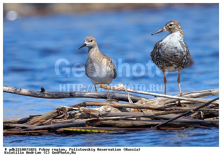 ����������, ����, ������������, �������, ��������� �������, ��������, �����, �����, �����, �����, �����, ������, XYZ, ���������, Scolopacidae, ��������, Philomachus pugnax, Calidris pugnax