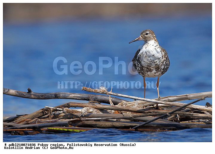 ����������, ����, ������������, �������, ��������� �������, ��������, �����, �����, �����, �����, �����, ������, XYZ, ���������, Scolopacidae, ��������, Philomachus pugnax, Calidris pugnax