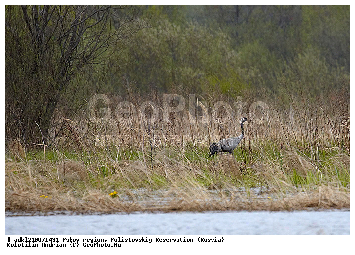 ����������, ����, ������������, �������, ��������� �������, ��������, �����, �����, �����, �����, �����, XYZ, ����������, Gruidae