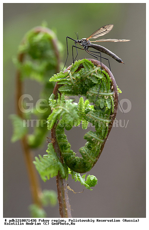 ����������, ����, ������������, �������, ��������� �������, ���������, �����, ��������������, �������������, ��������������