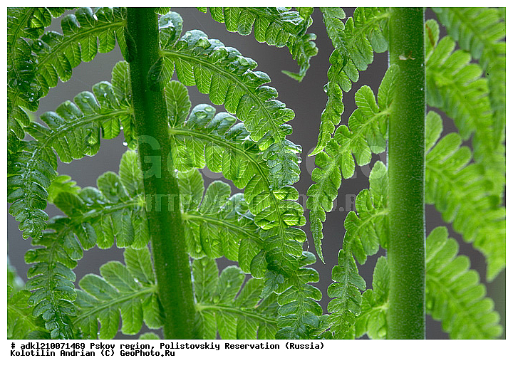 ����������, ����, ������������, �������, ��������� �������, ��������� ������������, ��������, �����, ������,��������, �����, ���������� ��������, ������������ ��������, ������������ ��������, XYZ, ���������, Woodsiaceae, ��������� ������������, ��������� ����������, ׸���� ������, ���������� ����������, ������ ������, Matteuccia struthiopteris, ���������� ����