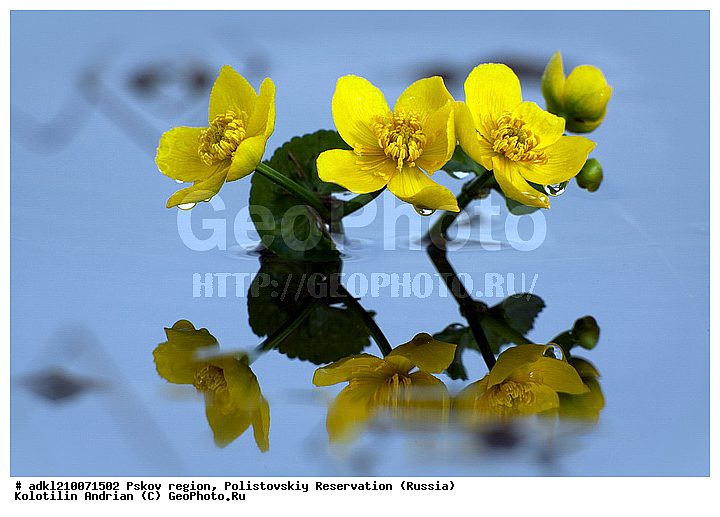 ����������, ����, ������������, �������, ��������� �������, ��������, ���������, ��������, �����, ������ ��������, �����, ���������� ��������, ������������ ��������, ������������ ��������, ������, �����, XYZ, ���������, Ranunculaceae, ��������� ��������, ��������� �����, Caltha palustris