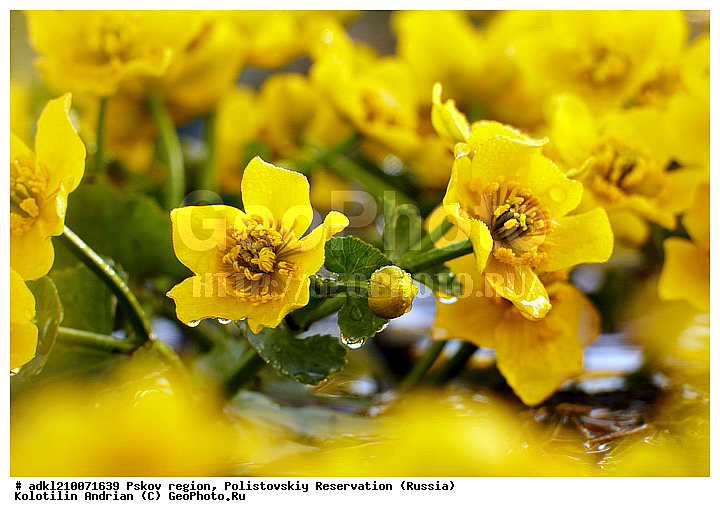 ����������, ����, ������������, �������, ��������� �������, ��������, ���������, ��������, �����, ������ ��������, �����, ���������� ��������, ������������ ��������, ������������ ��������, ������, �����, XYZ, ���������, Ranunculaceae, ��������� ��������, ��������� �����, Caltha palustris