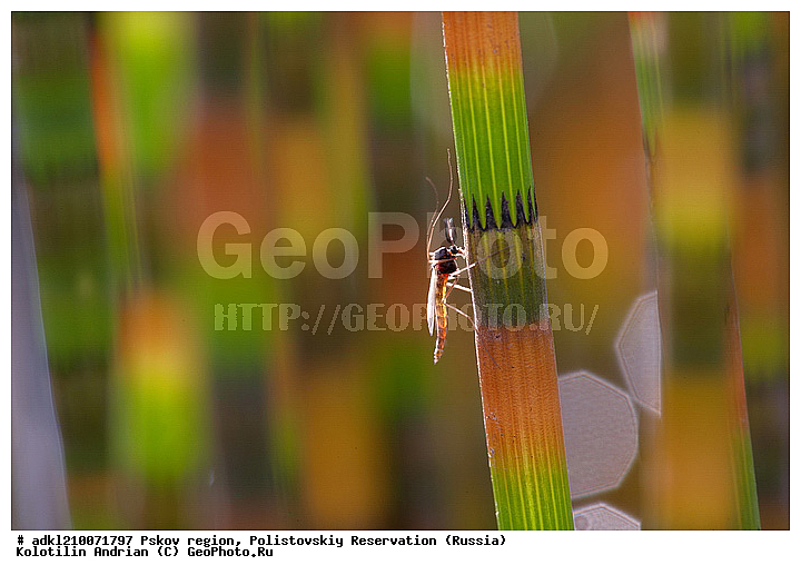 ����������, ����, ������������, �������, ��������� �������, ���������, �����, ��������������, �������������, ��������������