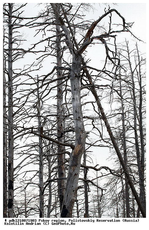 ����������, ����, ������������, �������, ��������� �������, ������, �������, ���������, ���, ������