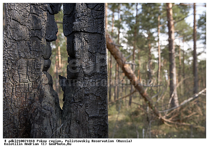 ����������, ����, ������������, �������, ��������� �������, ������, �������, ���������, ���, ������