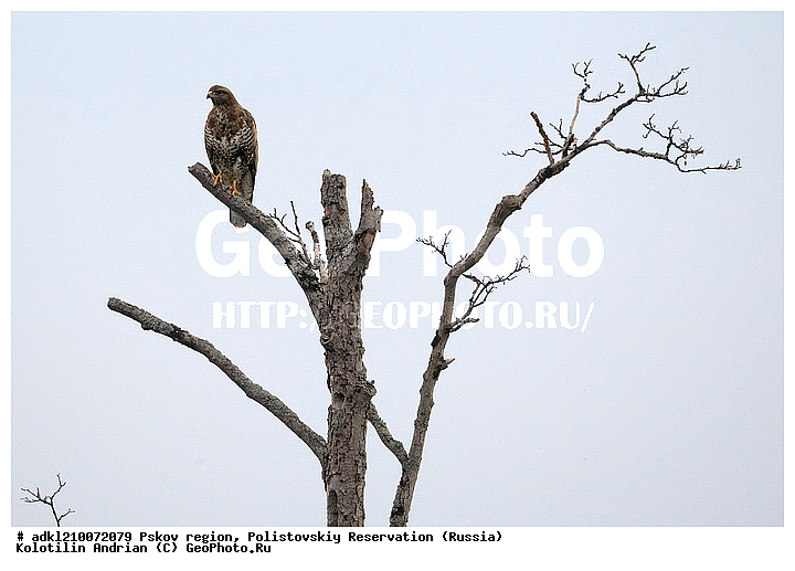 ����������, ����, ������������, �������, ��������� �������, ��������, �����, �����, �����, ������, ��������, ��������, ������ �����, ������ �����, ��������, �����������, XYZ, ����������, Accipitridae, ������������ �����, C����, Buteo buteo