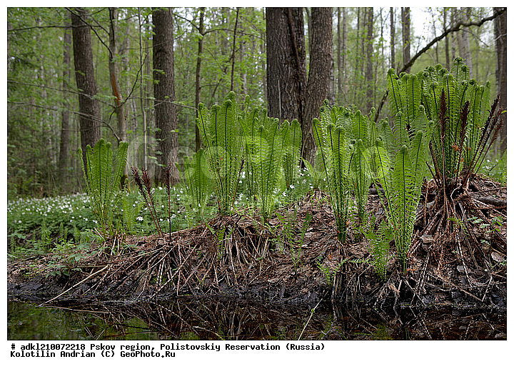 ����������, ����, ������������, �������, ��������� �������, ��������� ������������, ��������, �����, ������,��������, �����, ���������� ��������, ������������ ��������, ������������ ��������, XYZ, ���������, Woodsiaceae, ��������� ������������, ��������� ����������, ׸���� ������, ���������� ����������, ������ ������, Matteuccia struthiopteris, ���������� ����