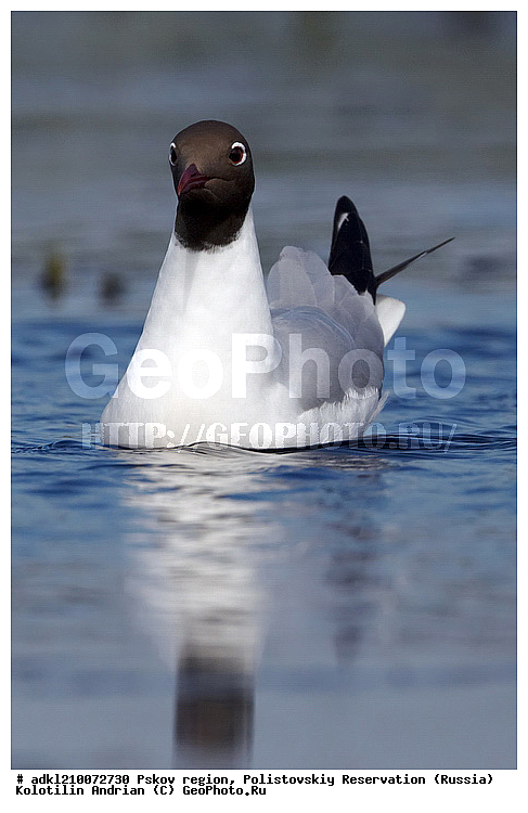 ����������, ����, ������������, �������, ��������� �������, ��������, �����, �����, �����, �����, �����, ������� �����, ������� �����,XYZ, ��������, Laridae, ������������ �����, ������ �����, Larus ridibundus, Chroicocephalus ridibundus